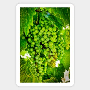 Grapes On Vines Sticker